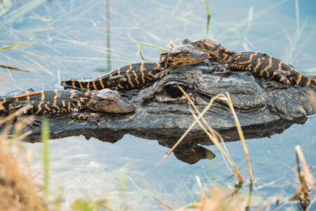 hatchlings of alligator basking on their mother's head